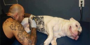 Lei proíbe tatuagem e piercing em animais