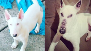 Tatuagem e Piercing em animais vira crime